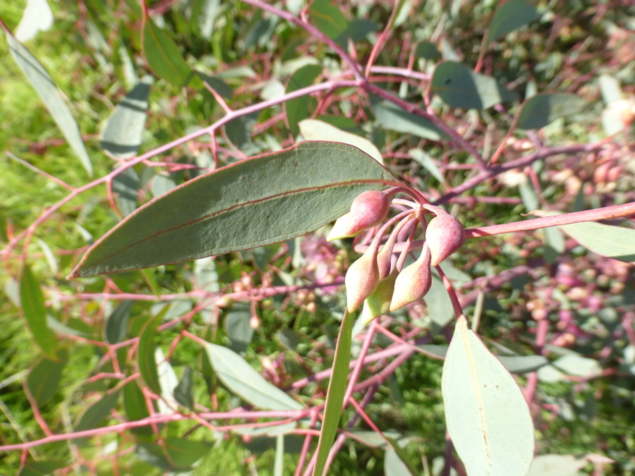 Eucalyptus sideroxylon A. Cunn. ex Woolls resmi