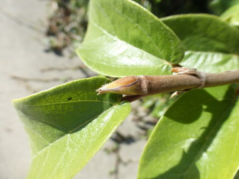 Imagem de Ficus pumila L.