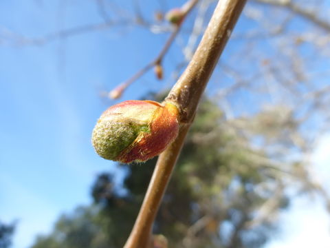 Image of California sycamore