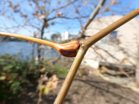 Platanus racemosa Nutt. ex Audubon的圖片