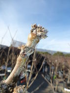 Plancia ëd Pyrus pyrifolia (Burm. fil.) Nakai