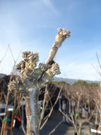 Plancia ëd Pyrus pyrifolia (Burm. fil.) Nakai