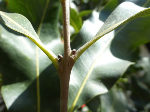 Imagem de Stenocarpus sinuatus (Loudon) Endl.