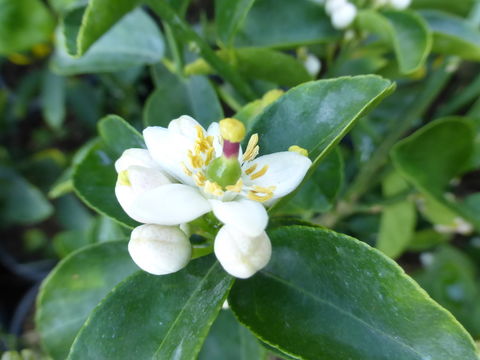 Plancia ëd Citrus aurantiifolia (Christm.) Swingle