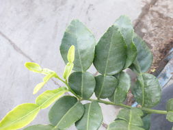 Image of Kaffir Lime