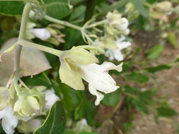 Araujia sericifera Brot. resmi