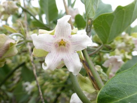 Araujia sericifera Brot. resmi