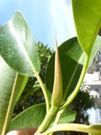 Image of Moreton Bay fig