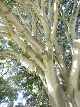 Image of Moreton Bay fig