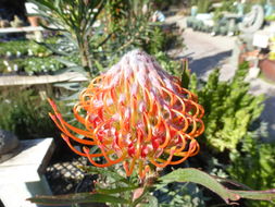 Image of leucospermum