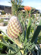 Image of leucospermum