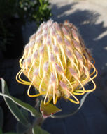 Image of leucospermum