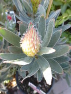 Image of leucospermum