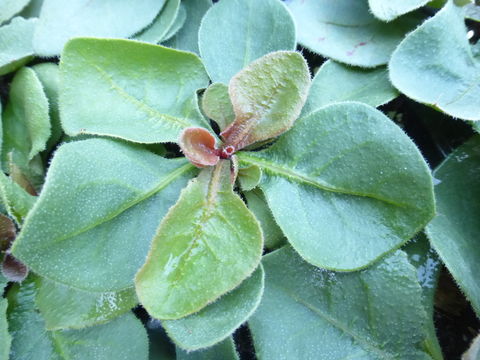 صورة Limonium perezii (Stapf) F. T. Hubbard ex L. H. Bailey