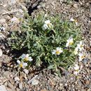 Imagem de Melampodium leucanthum Torr. & A. Gray