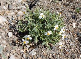 Imagem de Melampodium leucanthum Torr. & A. Gray