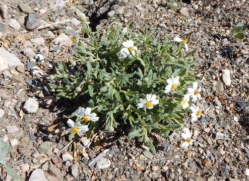 Image of plains blackfoot