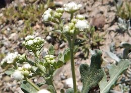 Image of Gray's feverfew