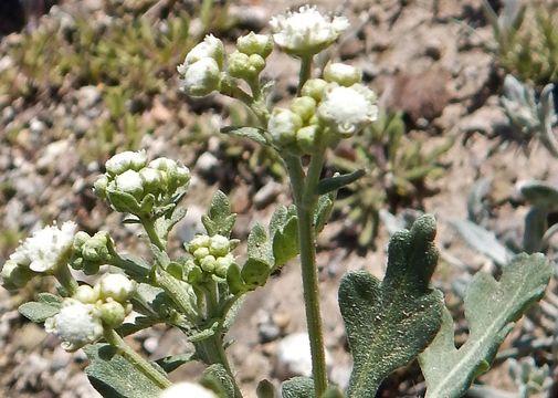 Image of Gray's feverfew