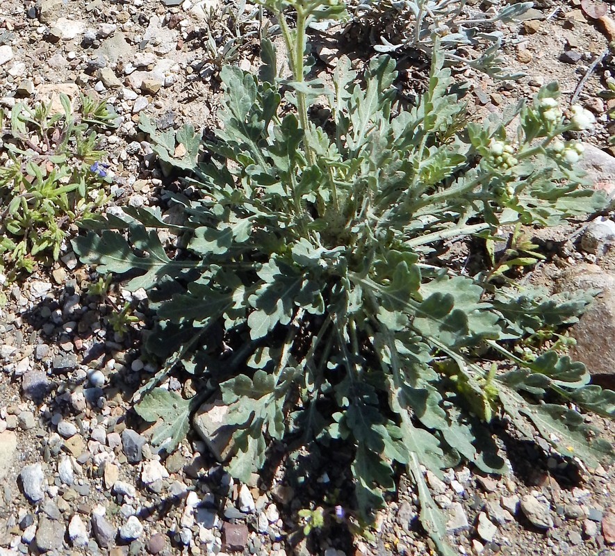 Image of Gray's feverfew