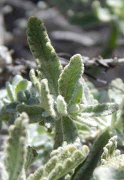 Image of escobilla butterflybush