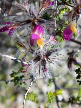 Image of featherplume