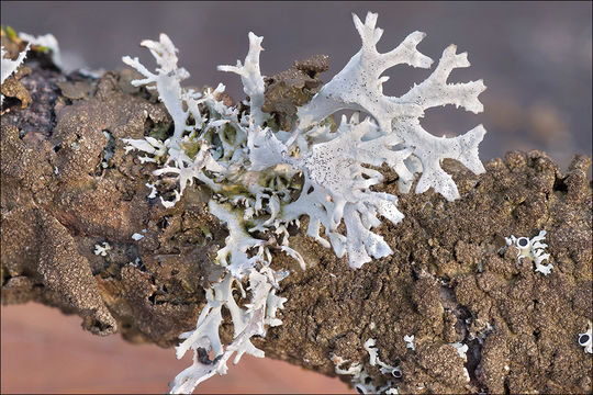 Image of Pseudevernia furfuracea (L.) Zopf