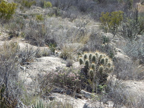 Image de Echinocereus enneacanthus Engelm.