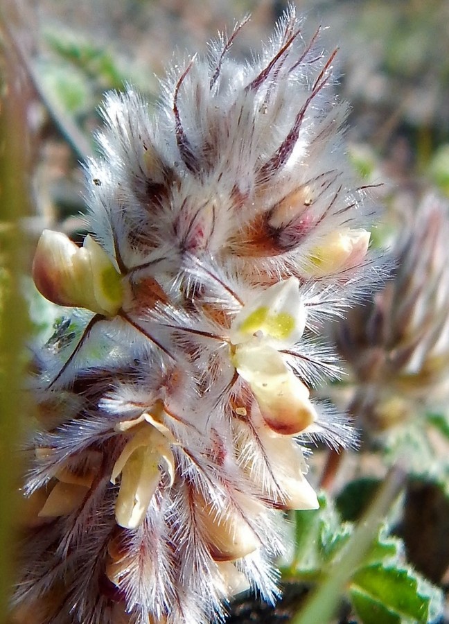 Image of downy prairie clover