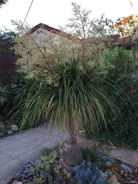 Imagem de Beaucarnea recurvata Lem.