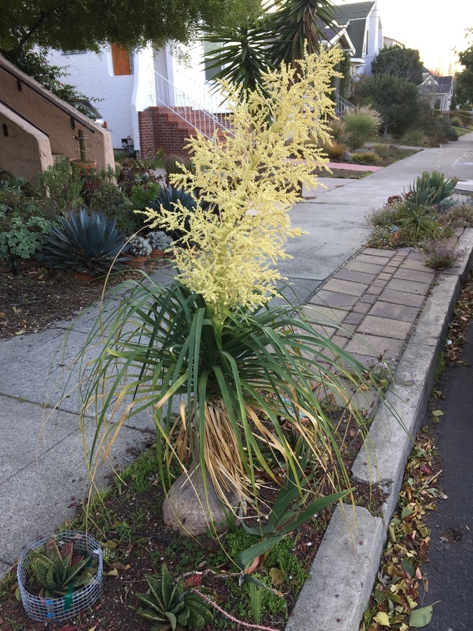 Imagem de Beaucarnea recurvata Lem.