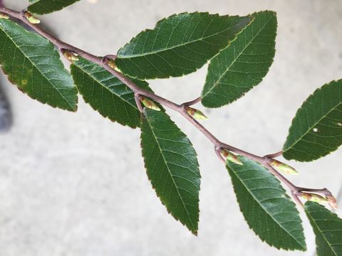 Imagem de Ulmus parvifolia Jacq.