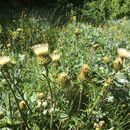 Image of Cirsium remotifolium var. odontolepis Petr.