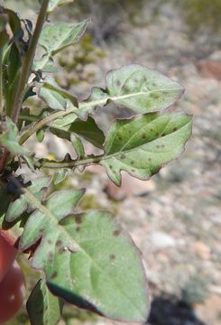 Image de Oenothera kunthiana (Spach) Munz