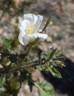 Image of Kunth's Evening-Primrose