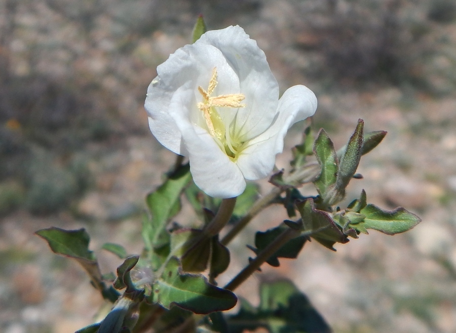 Image of Kunth's Evening-Primrose