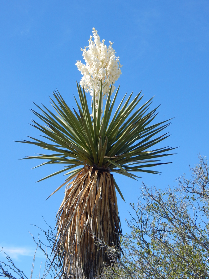 Sivun Yucca faxoniana Sarg. kuva