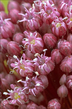 Image of Broadleaf wild leek