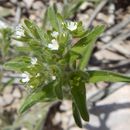 Image de Cryptantha minima Rydb.