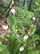 Image of Mountain lady's slipper
