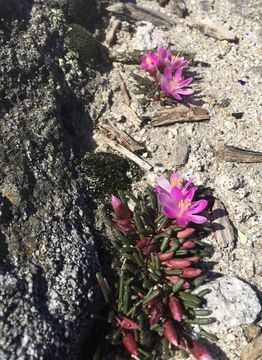 Image of Yosemite bitterroot