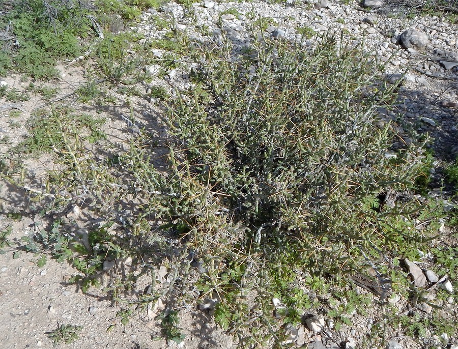 Imagem de Cylindropuntia leptocaulis (DC.) F. M. Knuth