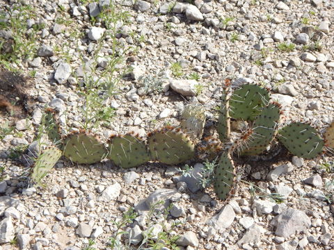 Image of Brownspine Pricklypear