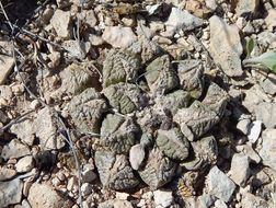 Image of Chautle-living Rock