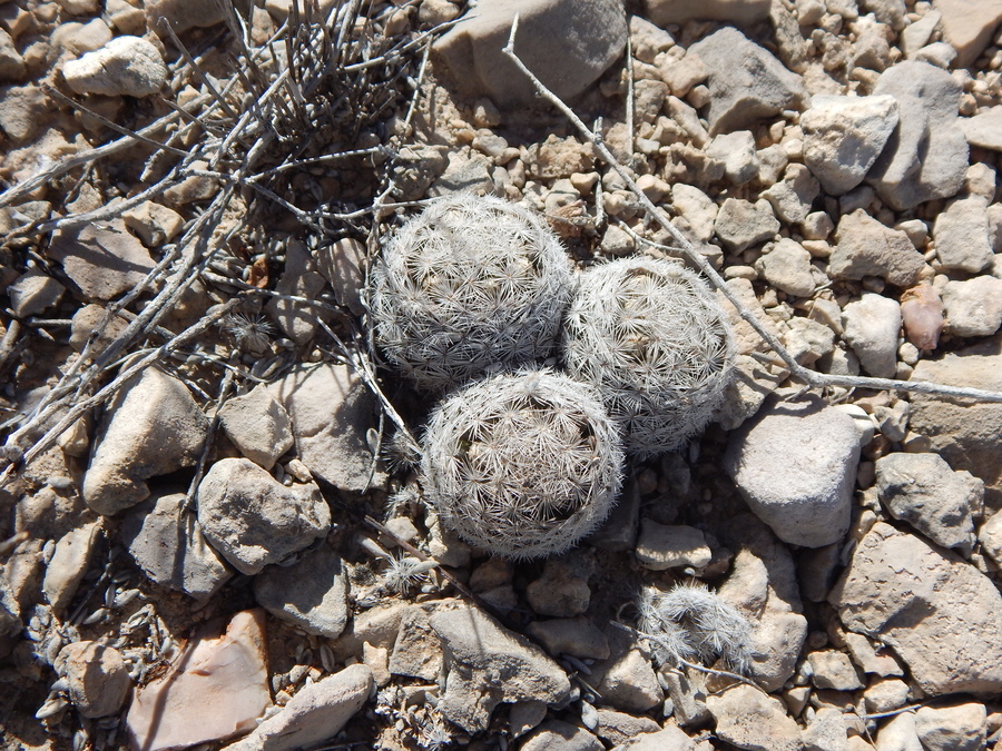 Image of Lace-spine Nipple Cactus