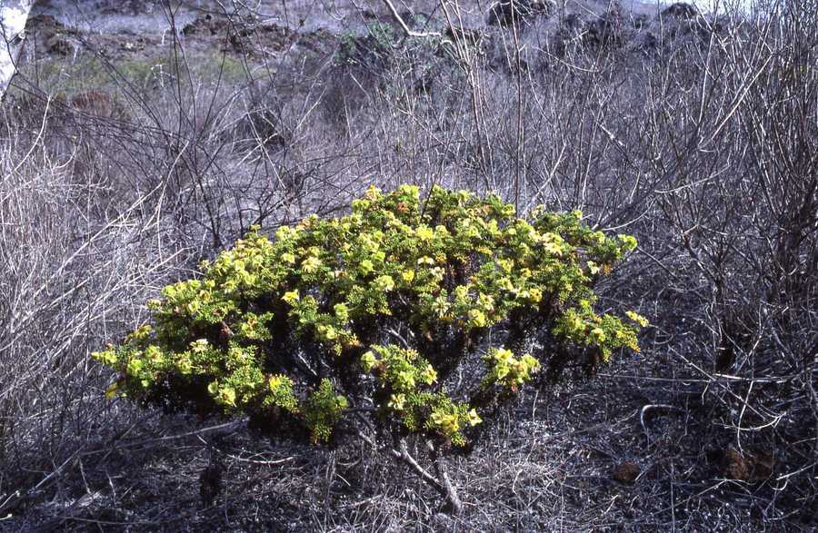 Lecocarpus pinnatifidus (rights holder: 2018 Simon J. Tonge)