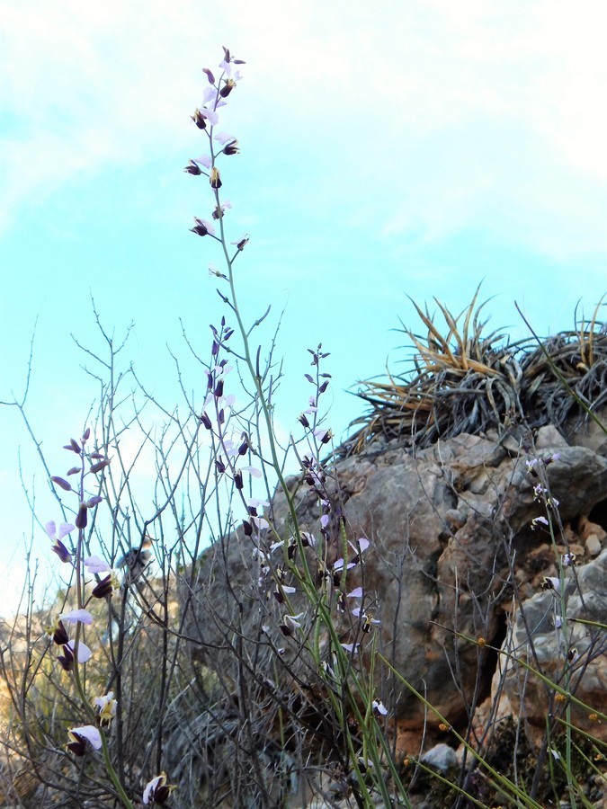 Image of Cutler's jewelflower