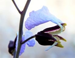 Image of Cutler's jewelflower