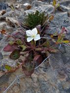 Image of Kunth's Evening-Primrose