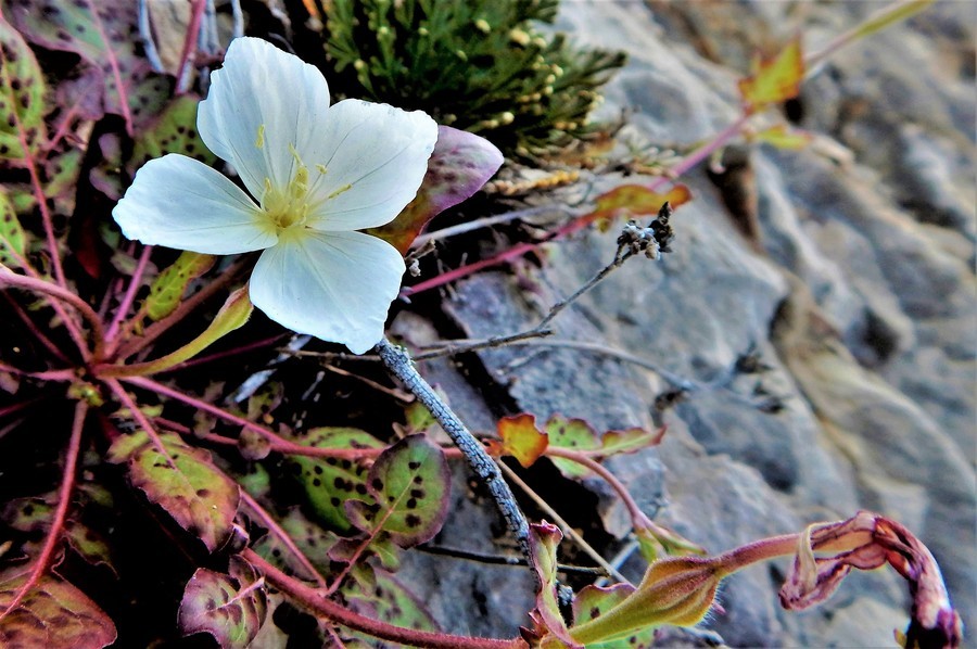 Image of Kunth's Evening-Primrose